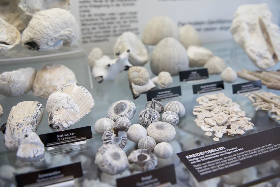 Chalk fossils in the exhibition at NATUREUM Darßer Ort
