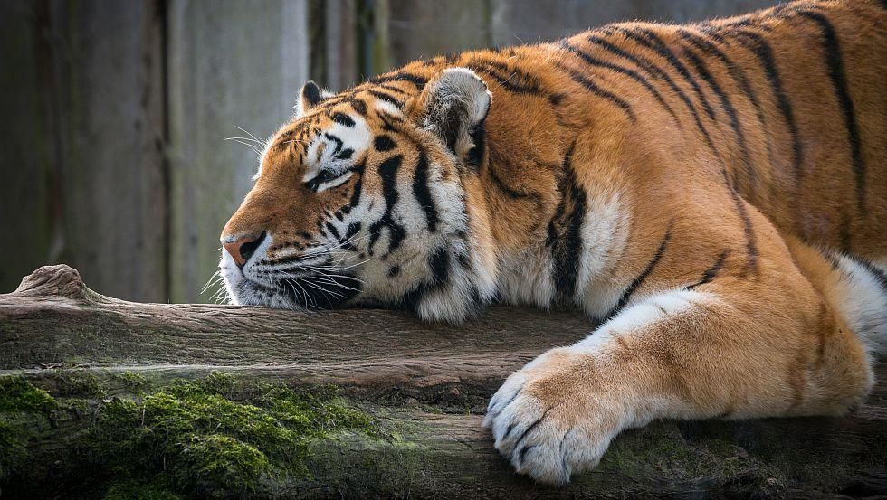 Amur-Tiger ganz entspannt im Zoo Schwerin
