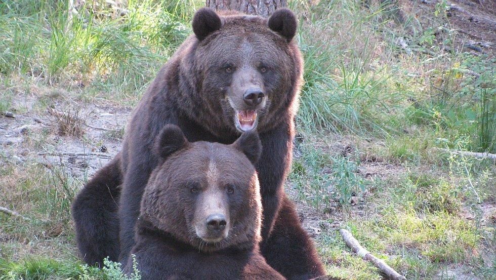 Die Braunbären Fred und Frode gehören zu den Besucherlieblingen