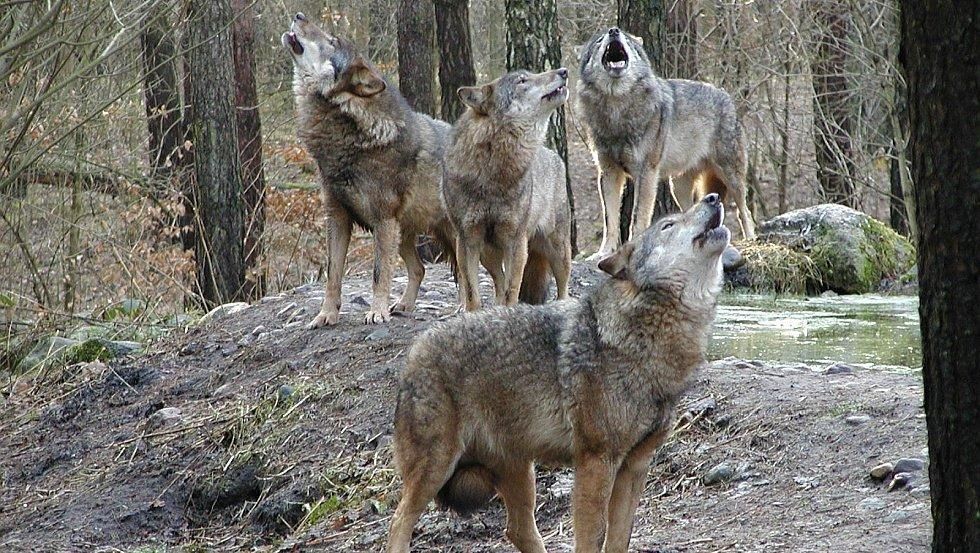 The wolf pack roams through the undergrowth and tunes to the great howling concert