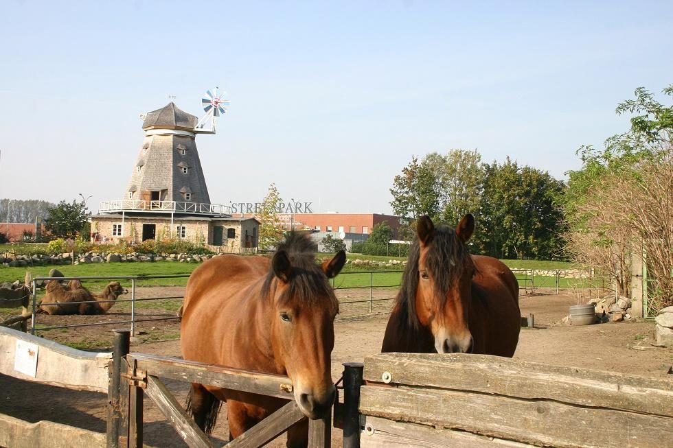 Pferde im Zoo Stralsund