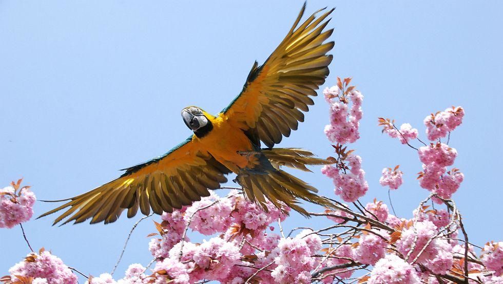 Die frei fliegenden Aras sind ein Höhepunkt der Tiershow im Stralsunder Zoo