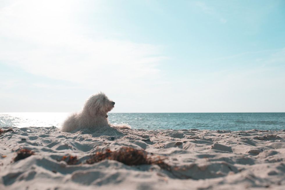 Urlaub mit Hund im Ostseebad Ahrenshoop